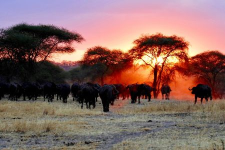 Radiant Savanna Sunset