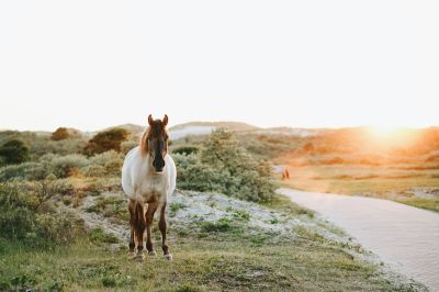 Equine Majesty