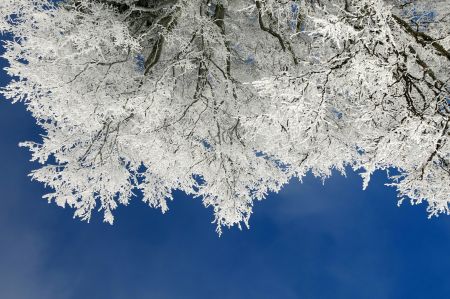 Frosty Canopy Beauty