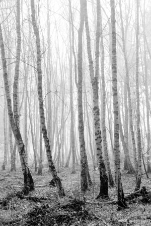 Misty Monochrome Woods