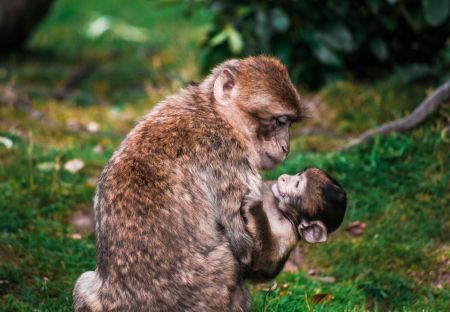 Playful Primate Pair