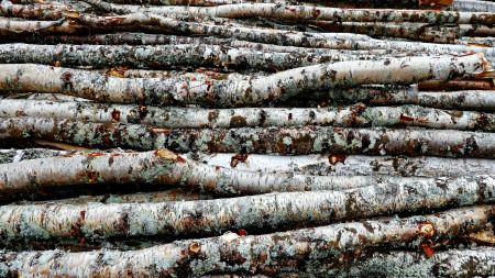 Rustic Woodpile Serenity