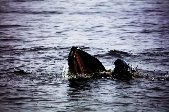 Moonlit Whale