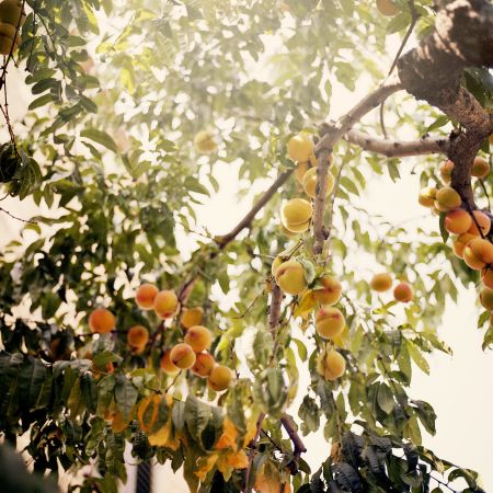 Tropical Citrus Splash