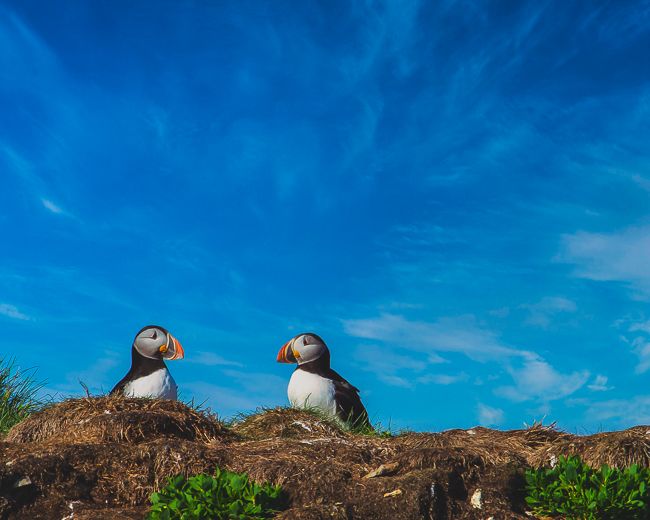 A Puffins Gaze