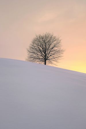 Lone Winter Sentinel