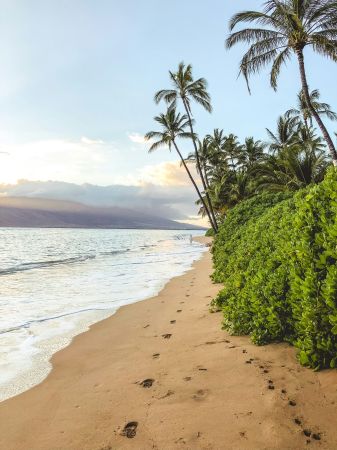 Serene Coastal Woodland