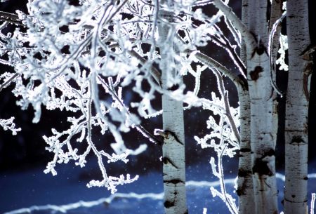 Frosty Winter Beauty