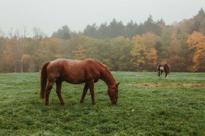 Majestic Horses