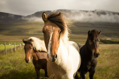 Equine Elegance Trio