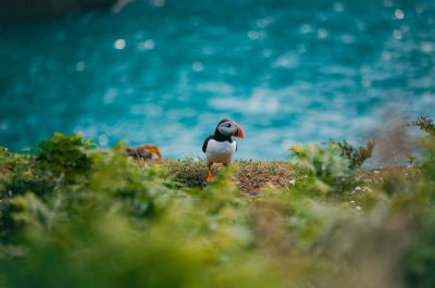 Flight of the Puffins