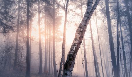 Misty Autumn Morning