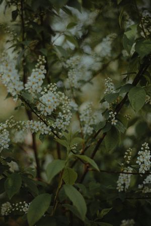 Blooming Ivory Branches