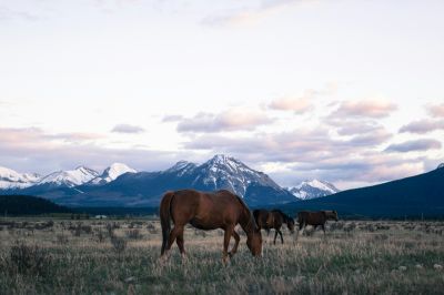 Equine Earth Tones