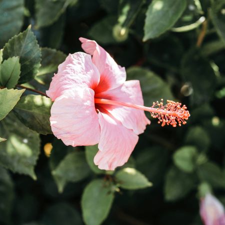 Blushing Hibiscus Blooms