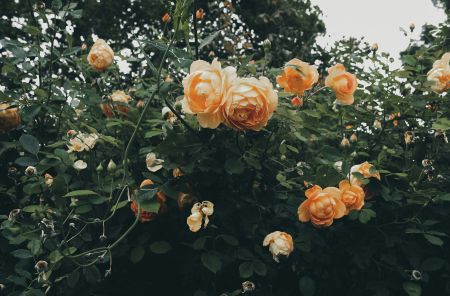 Sunny Bouquet Beauty