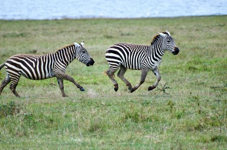 Majestic Striped Stampede