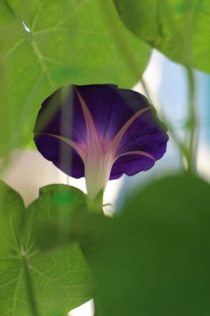 Majestic Morning Glory