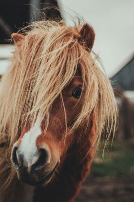 Majestic Equine Beauty