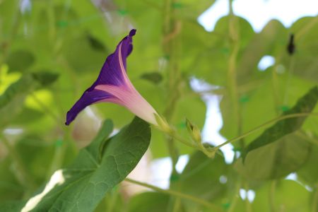 Vibrant Morning Bloom