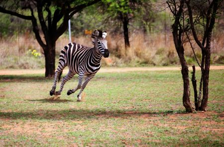 Zebra in Motion.