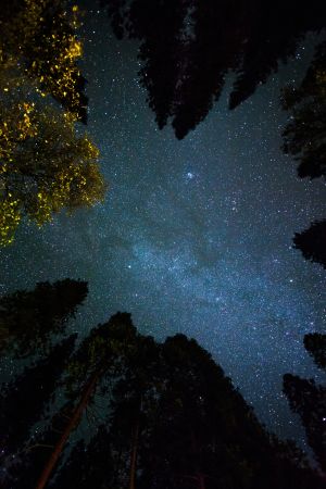 Starry Tree Canopy