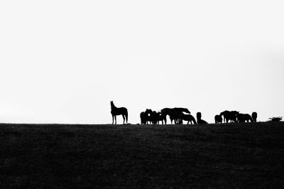 Equine Hilltop Gathering