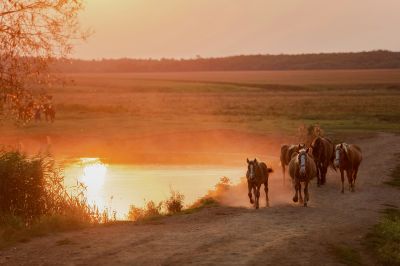 Majestic Soul of Horses