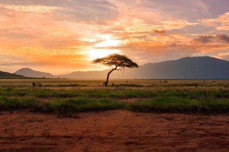 Serene Safari Sunset