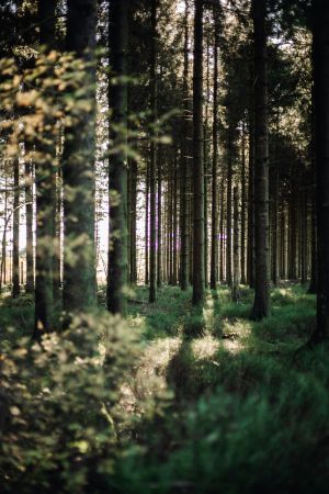 Lush Arboreal Heaven