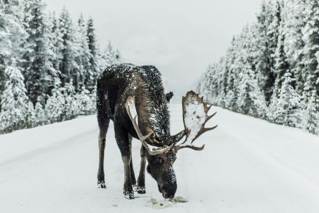 Moose Lane Banquet