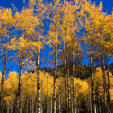 Golden Aspen Glow