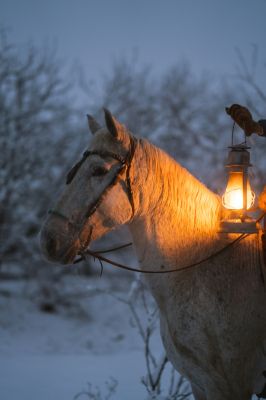 A Lone Horse and Glowing Lanterns in Texas