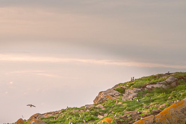 Puffin Colony