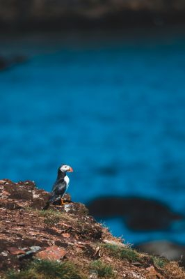 Feathers & Fun: A Puffins Portrait