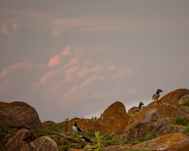  Puffin Colony II