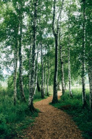 Enchanted Birch Trail