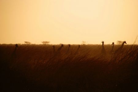 Sunset Safari Serenade