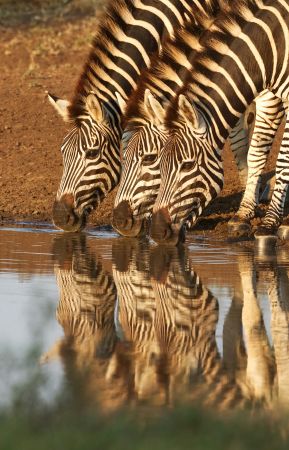 Striped Equine Majesty