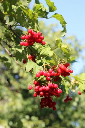 Ruby Autumn Bounty