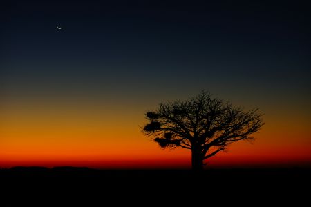 Fiery Baobab Beauty