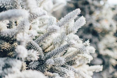 Frosty Arboreal Beauty