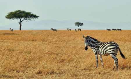 Striped Safari Serenity.