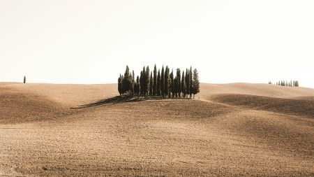 Golden Tuscan Fields