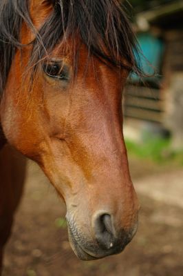 Thundering Hooves