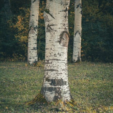 Trinity of Trees