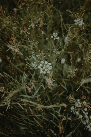 Grassy Blooming Posies