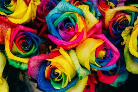 Rainbow Rose Dream