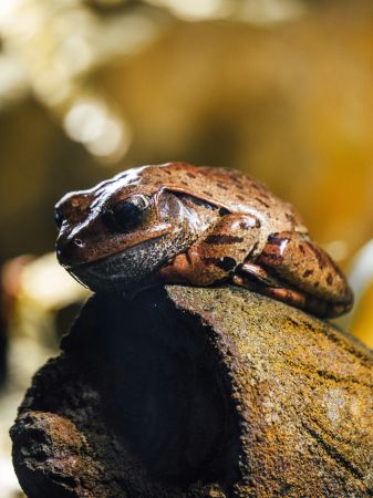 Rocky Amphibian Adornment