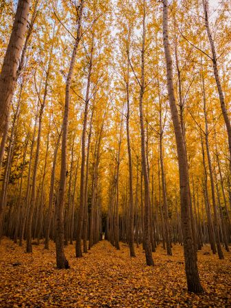 Enchanting Autumn Stroll